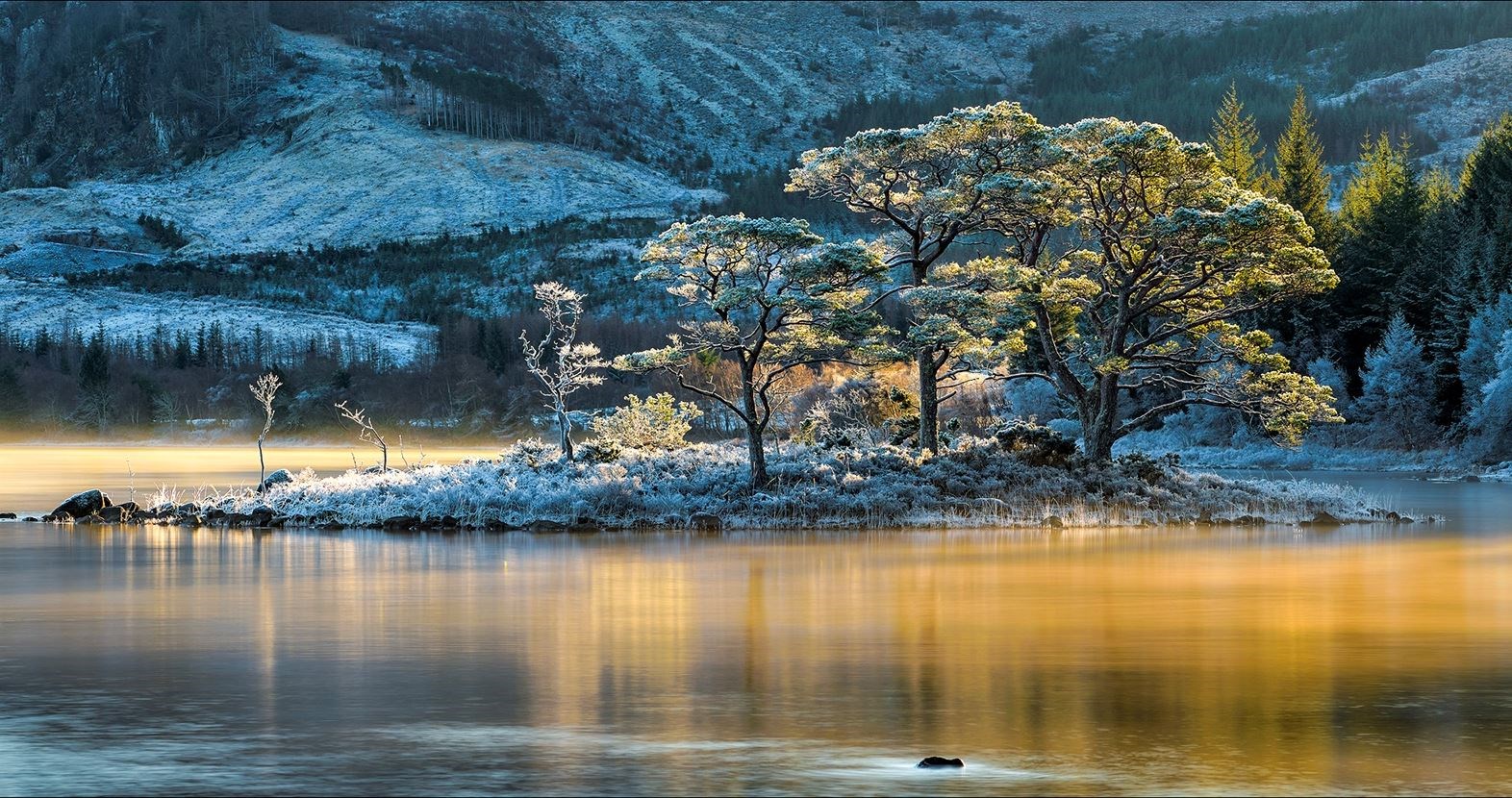 Gold Plated Pine Islands by Ian Cameron who lives near Forres.